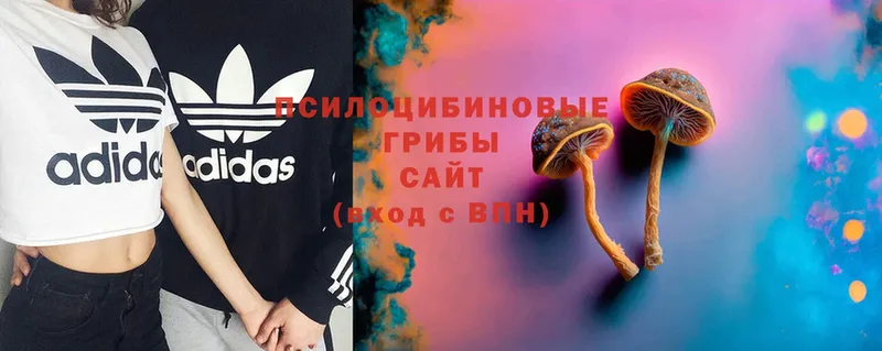 сколько стоит  Новодвинск  Псилоцибиновые грибы Magic Shrooms 